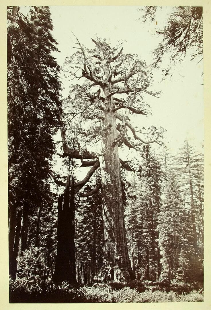 Yosemite Album