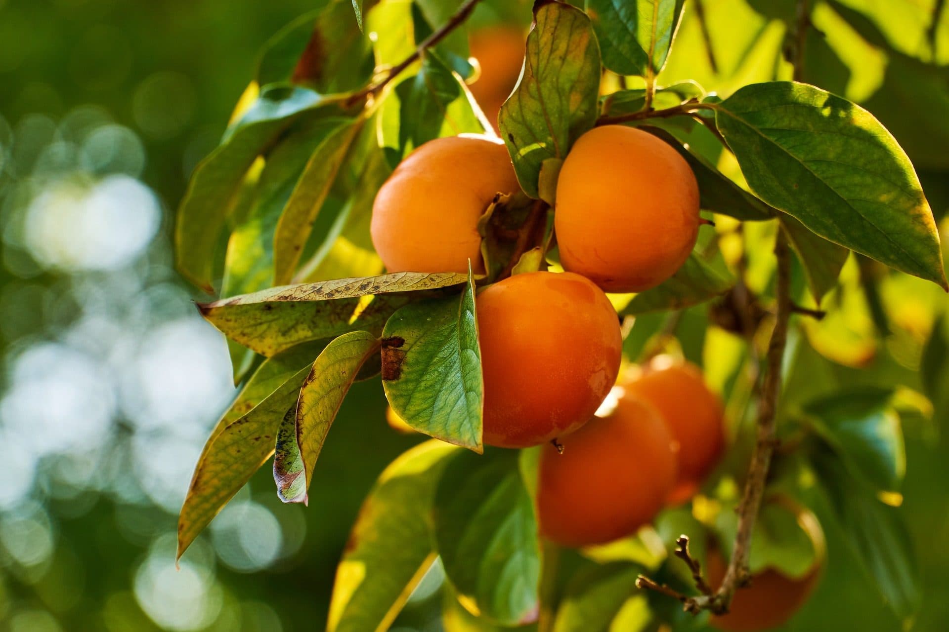 Discover the Grounds- Plants as Cultural Icons- Persimmons