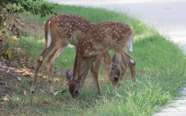 Deer CB Campus