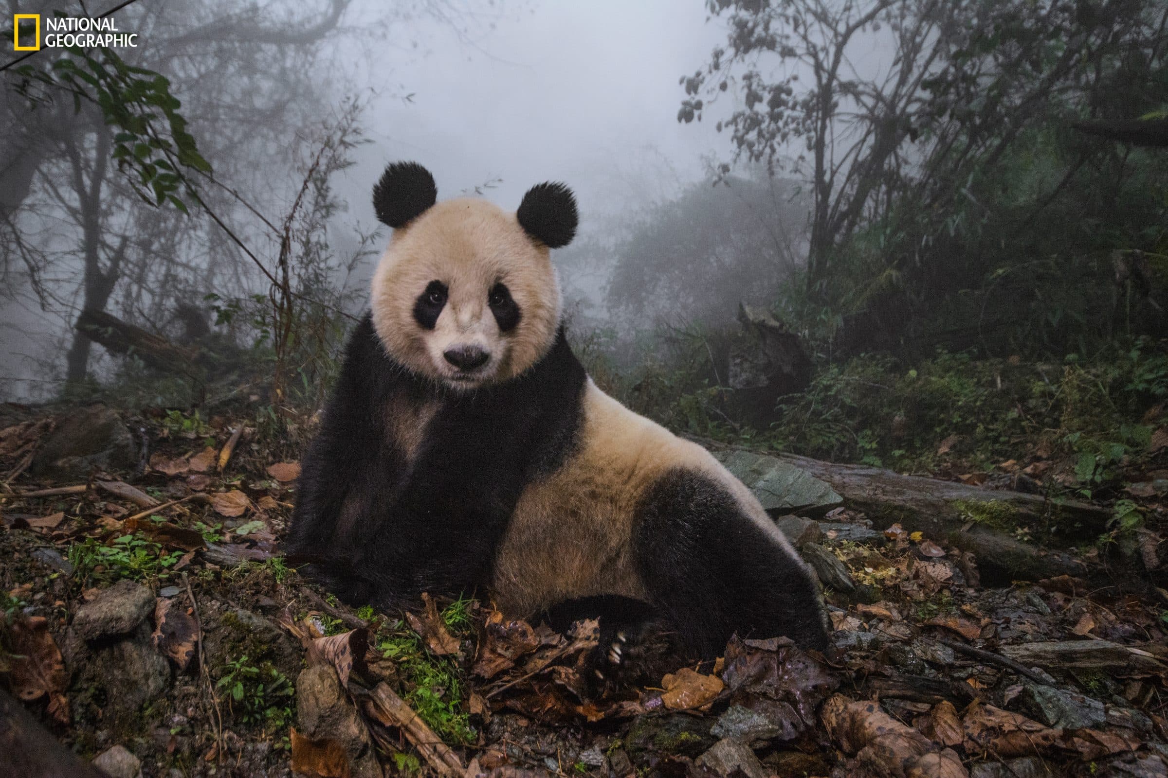 Giant panda sitting on forest floor with leaves, branches, rocks, mist, and dense vegetation.