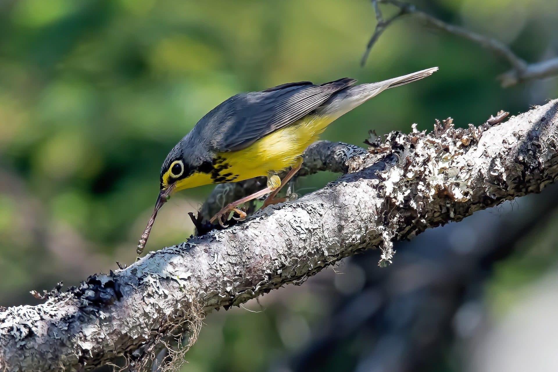 warbler-g2ee61c450_1920